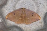 Watsonalla binaria