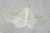 Campaea margaritaria