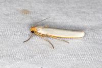 Eilema caniola