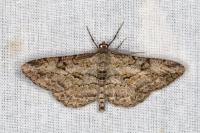 Peribatodes rhomboidaria rhomboidaria
