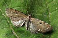 Eupithecia absinthiata