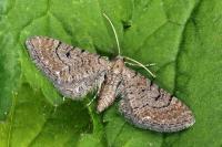 Eupithecia alliaria