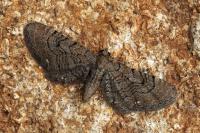 Eupithecia alliaria
