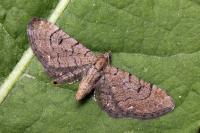 Eupithecia alliaria