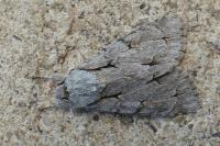 Acronicta psi/tridens