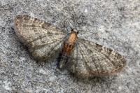 Eupithecia haworthiata