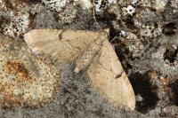 Eupithecia indigata