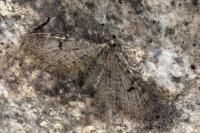 Eupithecia indigata