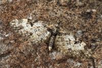 Eupithecia irriguata