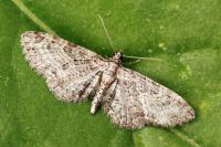 Eupithecia millefoliata