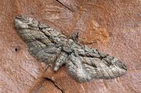 Eupithecia phoeniceata
