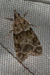 Eudonia mercurella