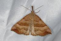 Hypena proboscidalis