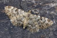 Eupithecia semigraphata