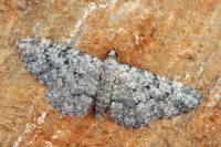 Eupithecia semigraphata