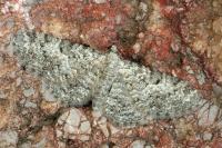 Eupithecia semigraphata
