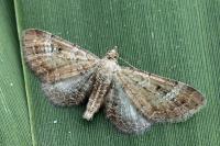 Eupithecia simpliciata