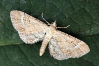 Eupithecia simpliciata