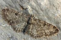 Eupithecia subfuscata