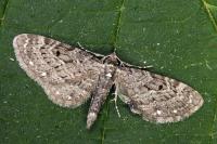 Eupithecia tripunctaria