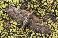 Eupithecia variostrigata