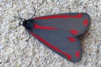 Tyria jacobaeae