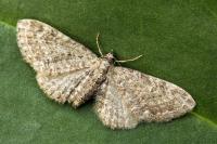 Eupithecia vulgata