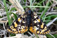 Eurranthis plummistaria