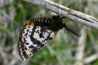 Eurranthis plummistaria