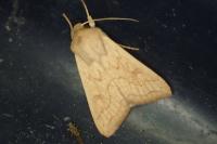Mythimna vitellina