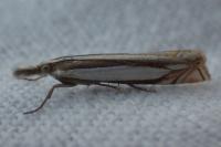 Crambus pascuella
