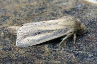 Globia sparganii