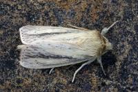 Globia sparganii