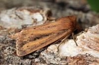 Globia sparganii