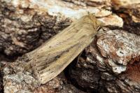 Globia sparganii