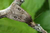 Graphiphora augur