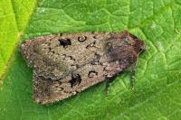 Graphiphora augur