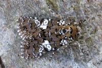 Hadena albimacula