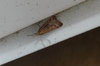 Synaphe punctalis