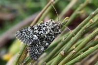 Hadena tephroleuca