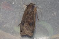 Noctua pronuba