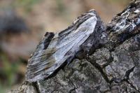 Harpyia milhauseri