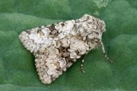 Hecatera weissi