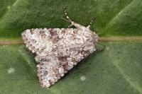 Hecatera weissi