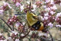 Hemaris tityus