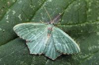 Hemithea aestivaria