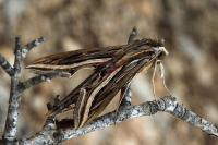 Hippotion celerio