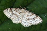 Hydrelia sylvata