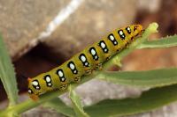 Hyles euphorbiae