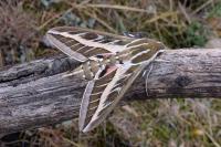 Hyles livornica